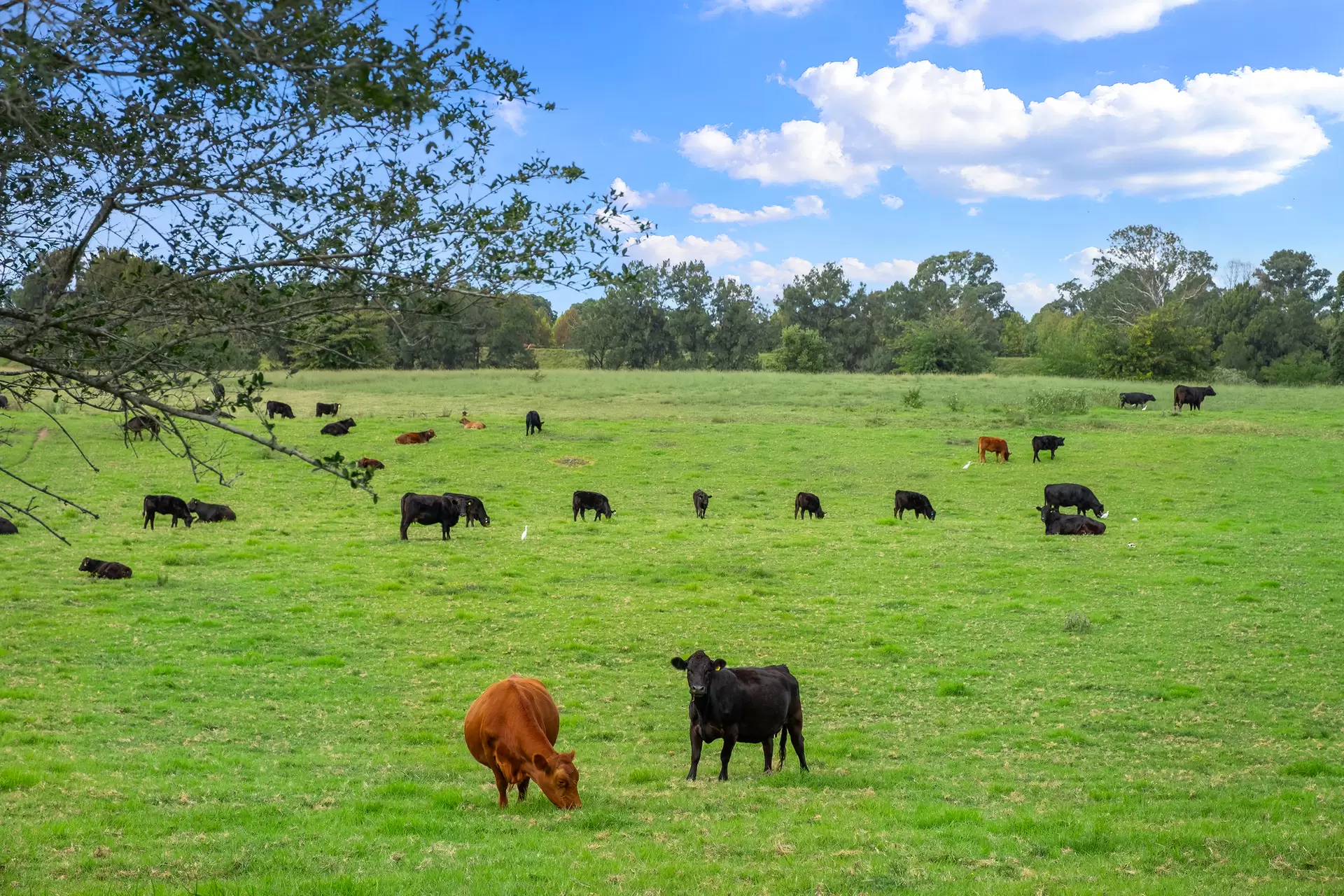 Part of 94 Terrace Road, North Richmond Sold by Cutcliffe Properties - image 1