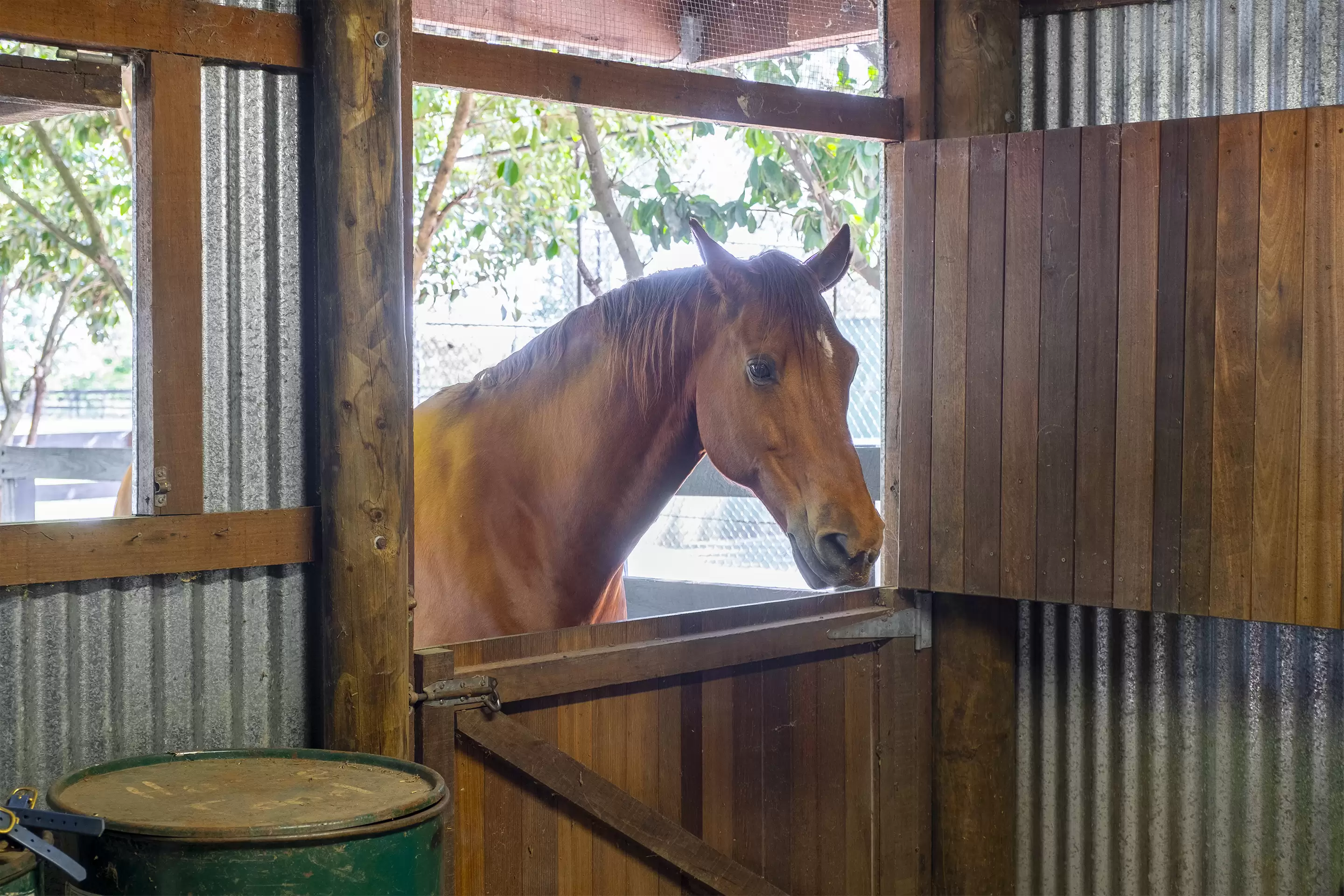 63 Cordners Lane, Cornwallis For Sale by Cutcliffe Properties - image 33